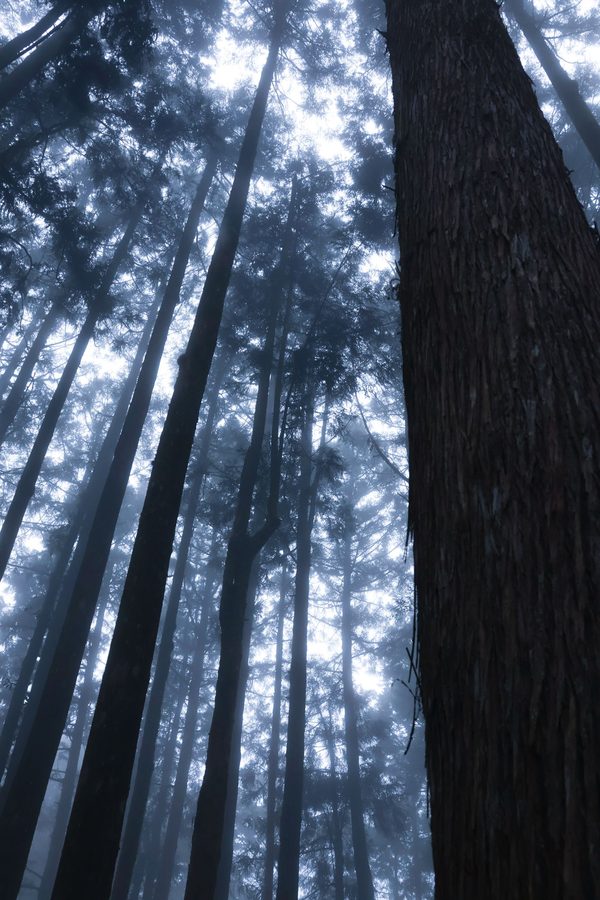 Misty ancient forest path in Alishan, Chiayi