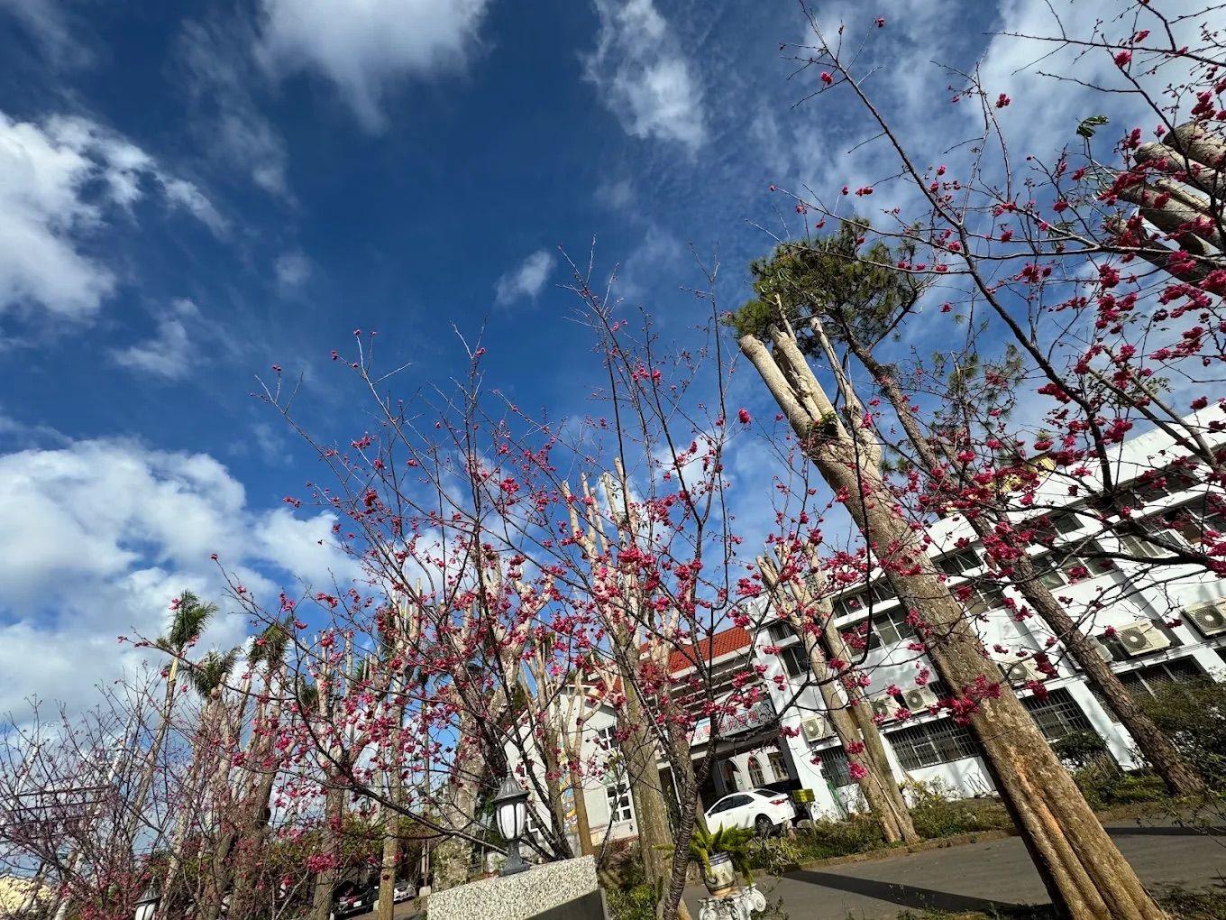 西嶺國小校園裡盛開的梅花,粉紅花朵映著藍天 Plum blossoms in full bloom on campus, pink against a blue sky