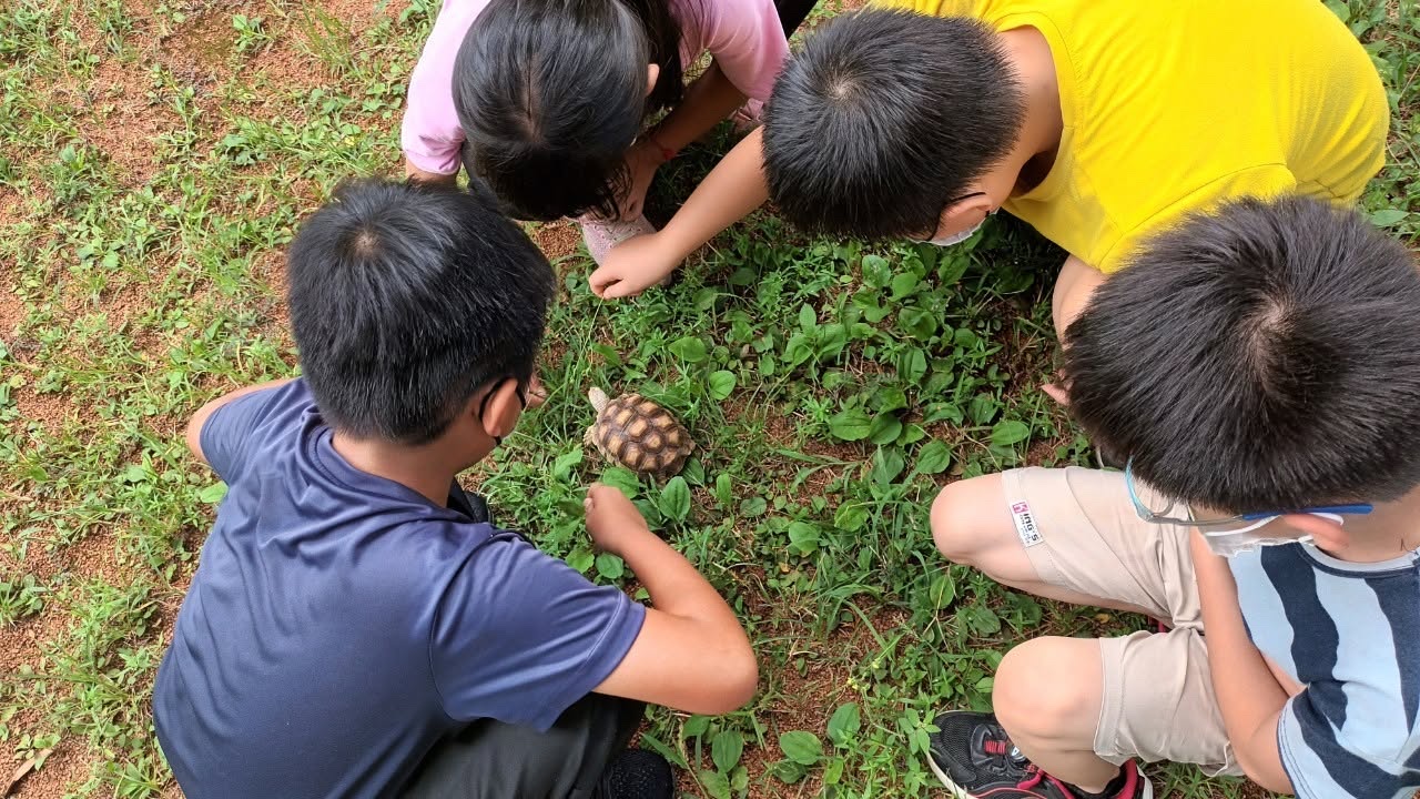 西嶺國小學生蹲在草地上,一起觀察一隻小烏龜 Siling students crouch in the grass together, watching a small tortoise