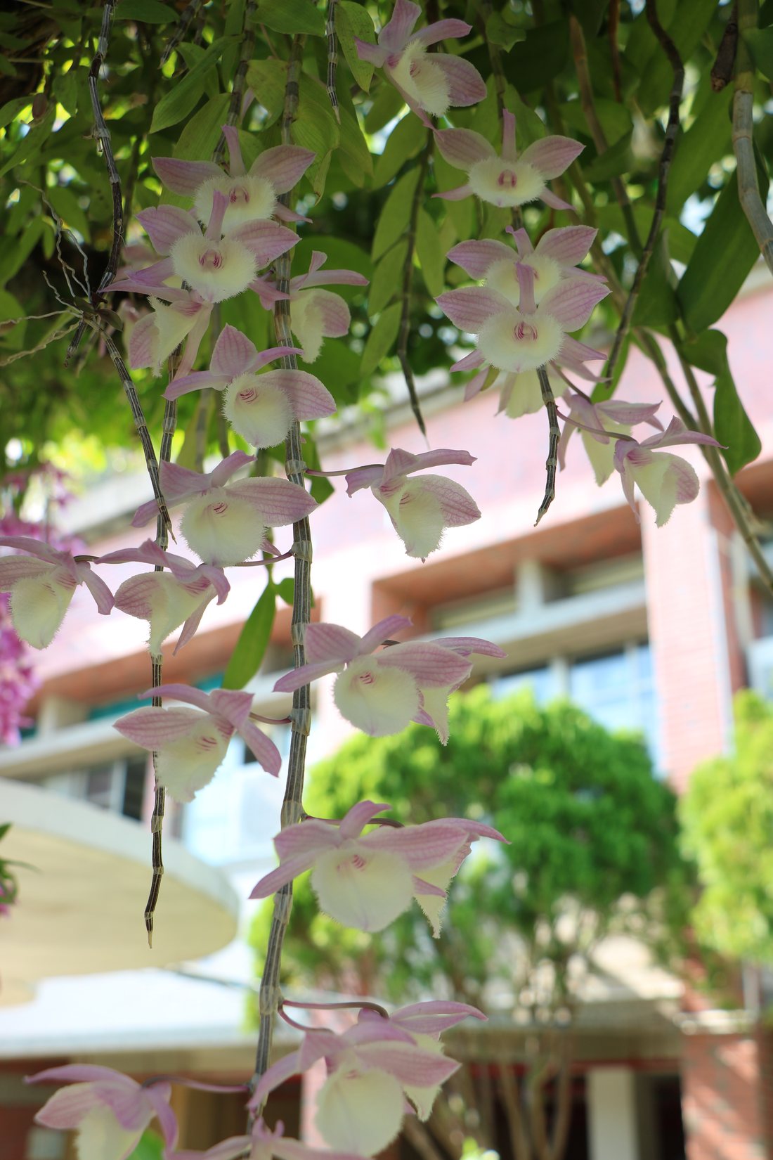 Campus garden